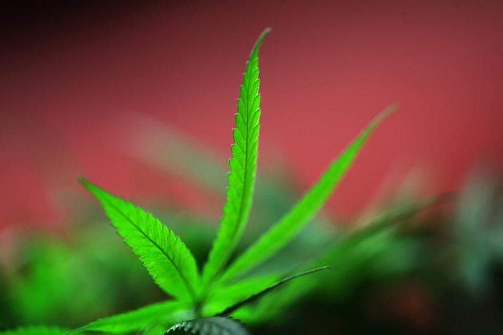 Marijuana Grow-Op Uncovered in Susquehanna County