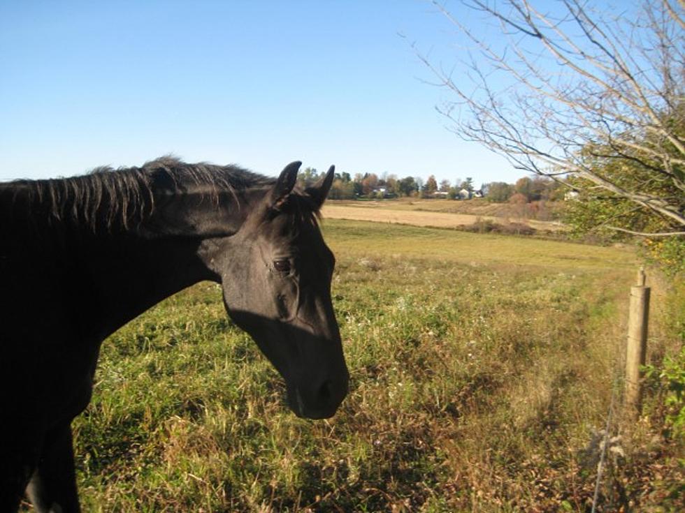 Horse Neglect Alleged