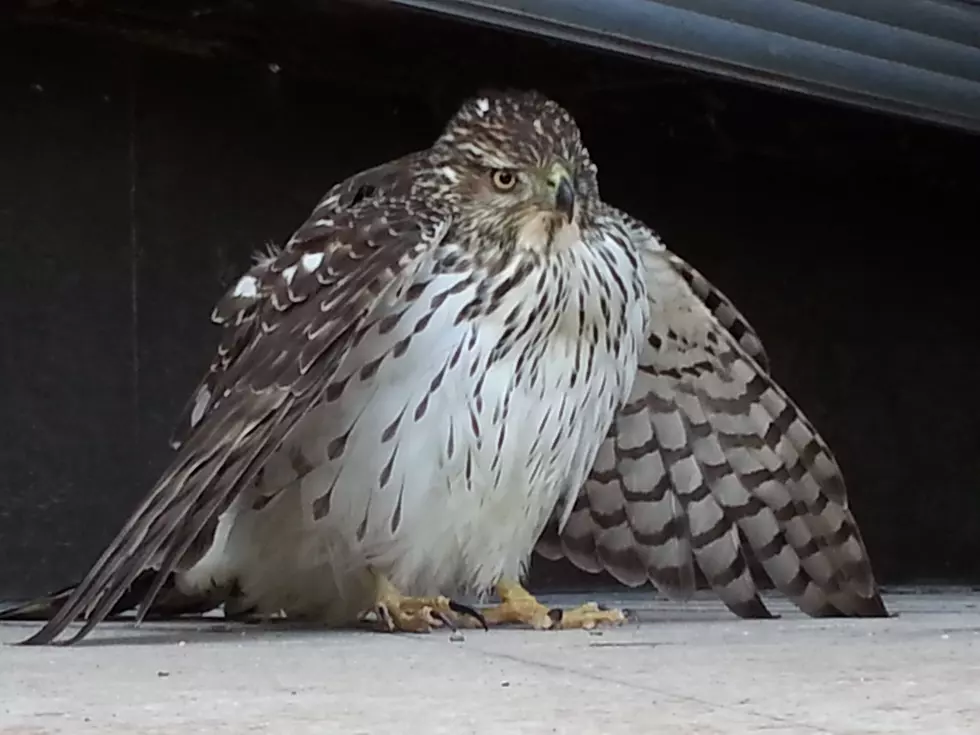Rescued Red Tailed Hawk Returns Home to Nathaniel Cole Park