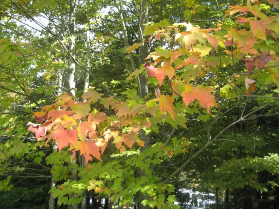 New York Fall Foliage Updates Online