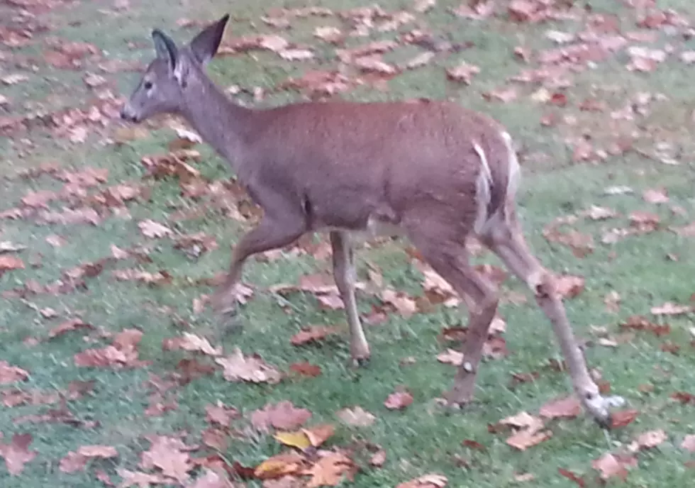 Bow Hunters Cull Deer at Binghamton University Campus