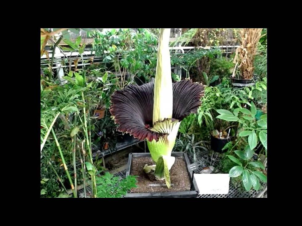 Requiem for a Corpse Flower