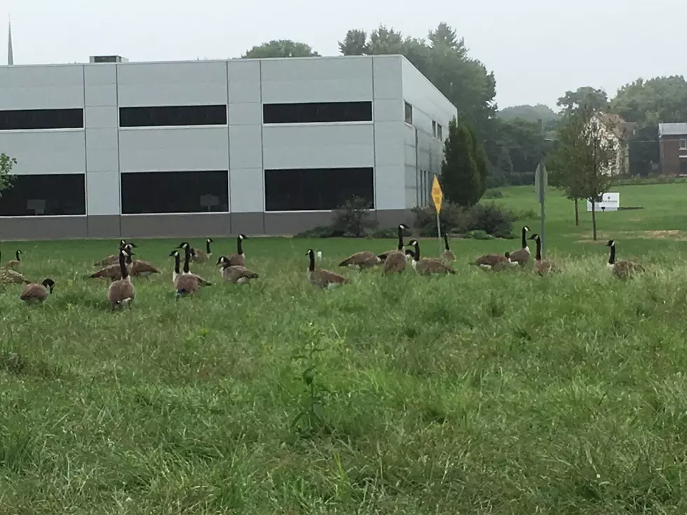 Resident Goose Season Open
