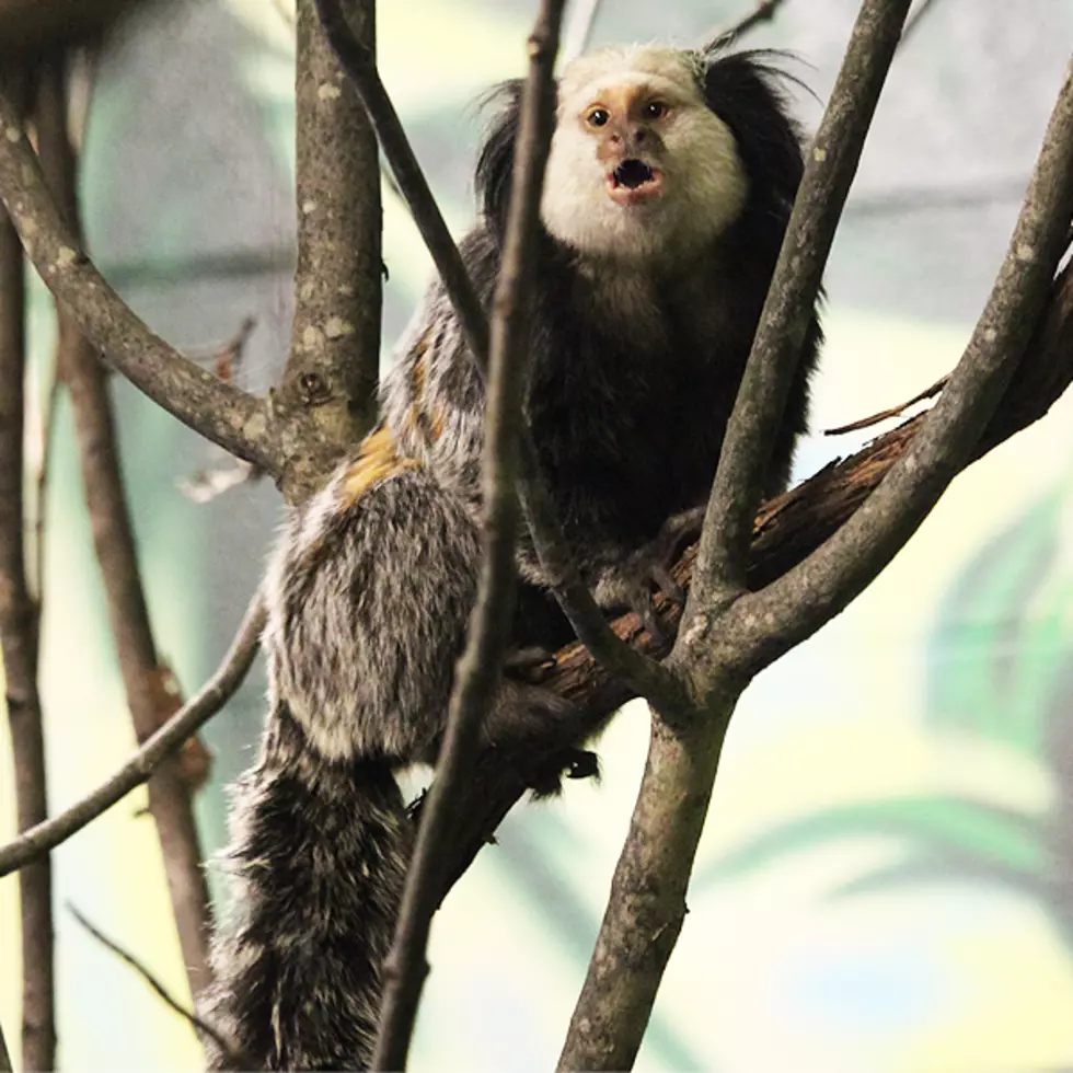 Marmosets Move In