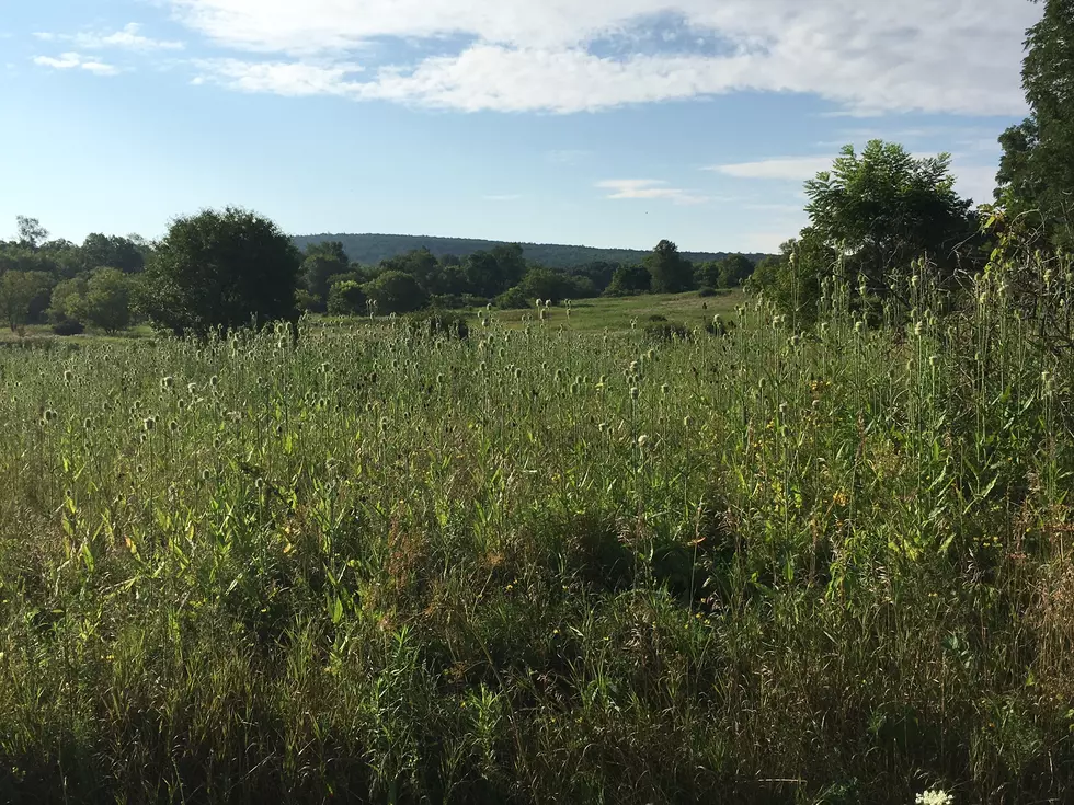 Solar Farm Proposed for 20-Acre Apalachin Site