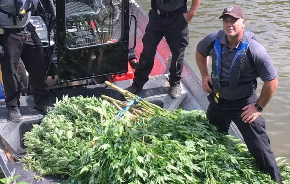 Marijuana Worth $30,000 Found on Island in Owego