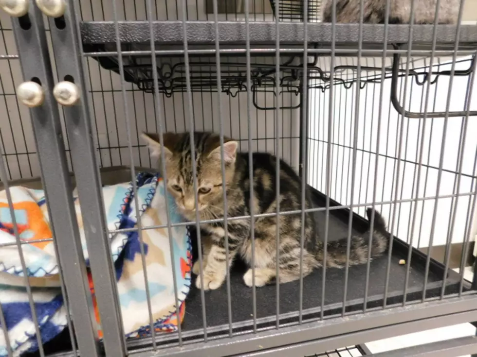 Kittens Found Abandoned in Cooperstown Hospital Bathroom
