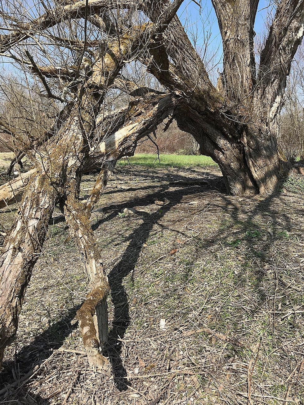 Damage Assessments from May 15th Storms Continue