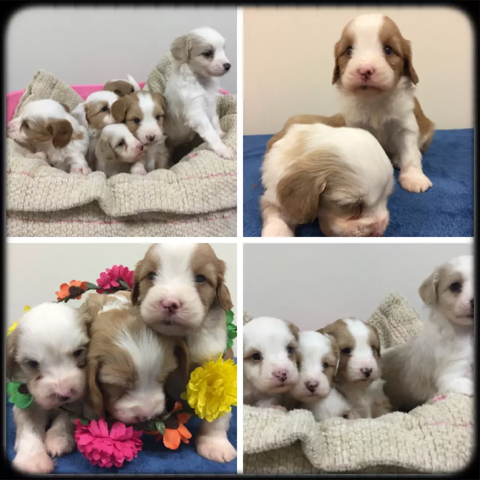 Broome Shelter Puppies Look for Homes