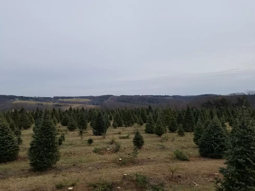 Interactive Map of Christmas Tree Farms in the Southern Tier