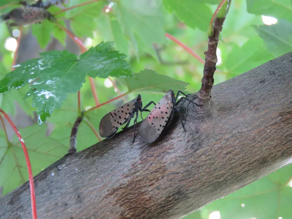 Look Out The Spotted Lanternfly Is Spreading in New York State