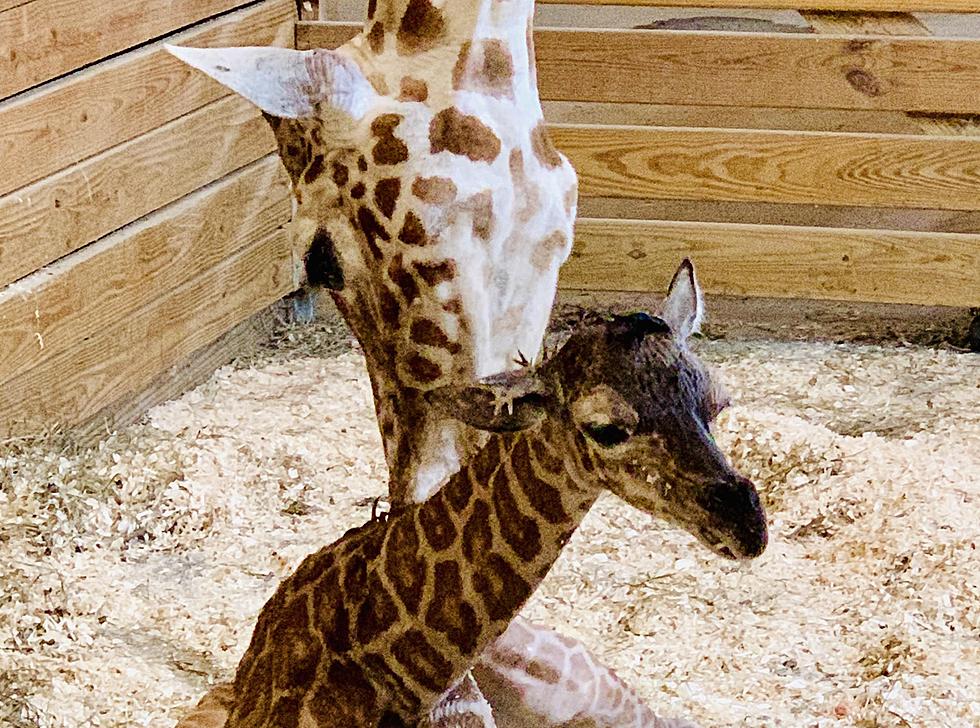 Happiness in Harpursville: April the Giraffe Gives Birth Again
