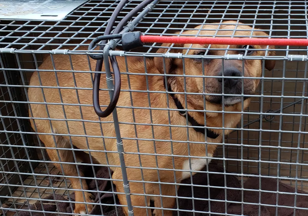 Dog Abandoned on Binghamton’s South Side Rescued
