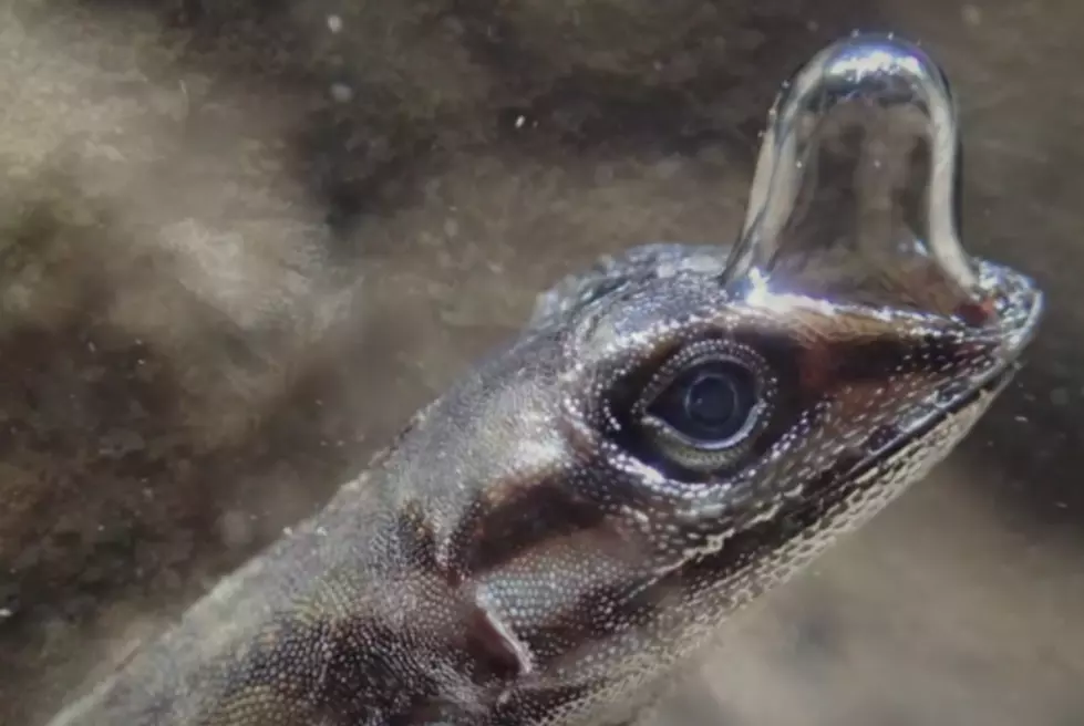 Binghamton Researcher Discovers “Scuba-Diving” Lizard