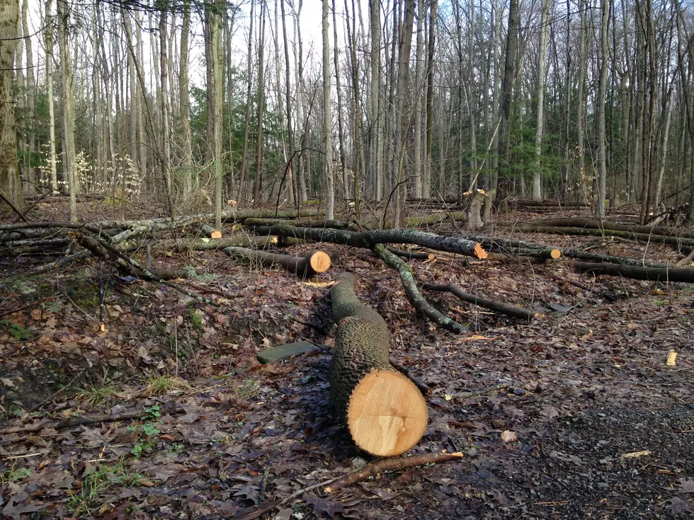 Ash Tree Removal Project to Continue at IBM Glen