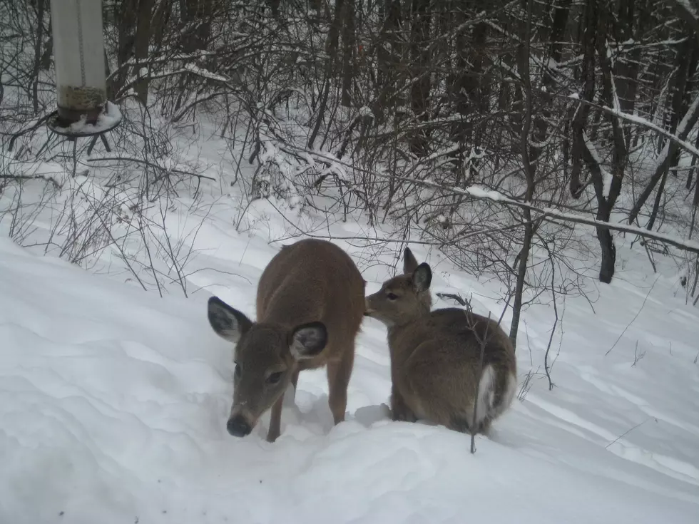 Cornell Warns Deadly Deer Disease Knocking on New York&#8217;s Door