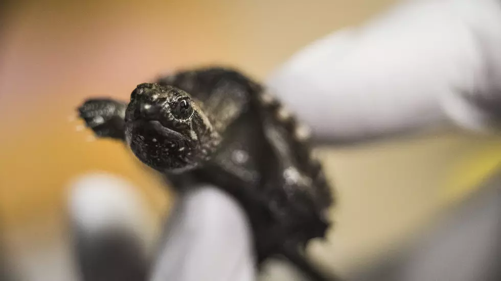 Cornell University Wildlife Hospital Rescues Baby Turtles