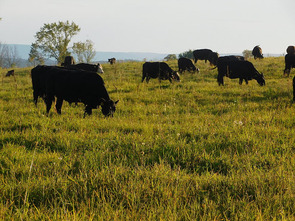 Uncontained Cattle Damage Property in Delaware County