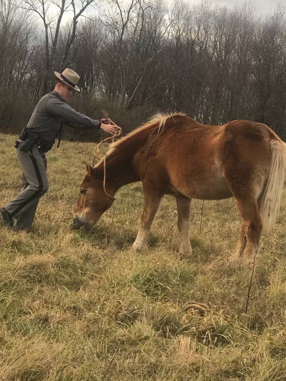 New York State Trooper Turns Horse-Whisperer