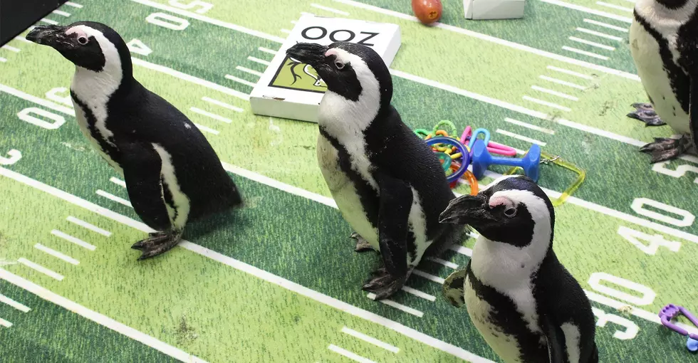 Penguin Bowl IV This Weekend At the Ross Park Zoo