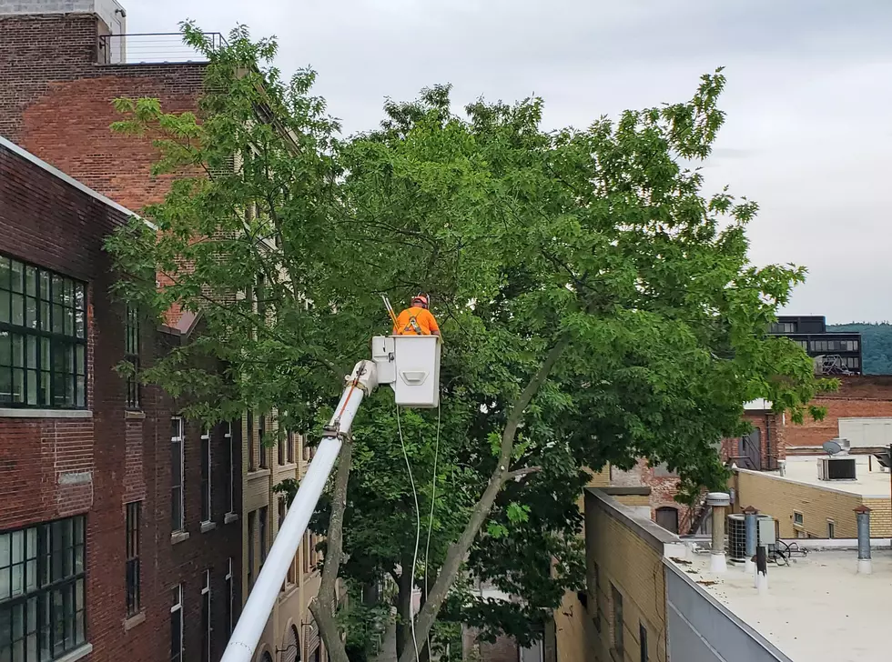 Binghamton Parks Department Workers Take Out Tall Downtown Trees