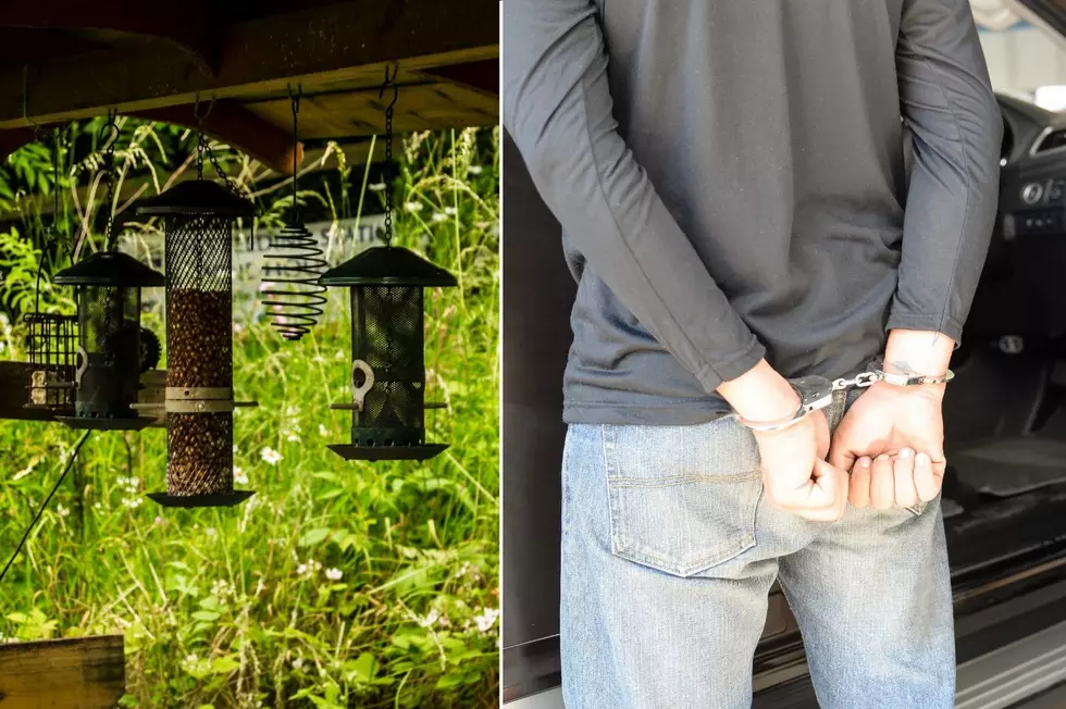 New York Man Arrested Repeatedly for Having 23 Bird Feeders