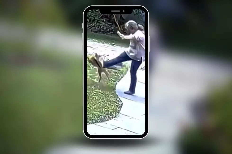 WATCH: Wild Video of Ithaca Woman Being Attacked by Rabid Fox