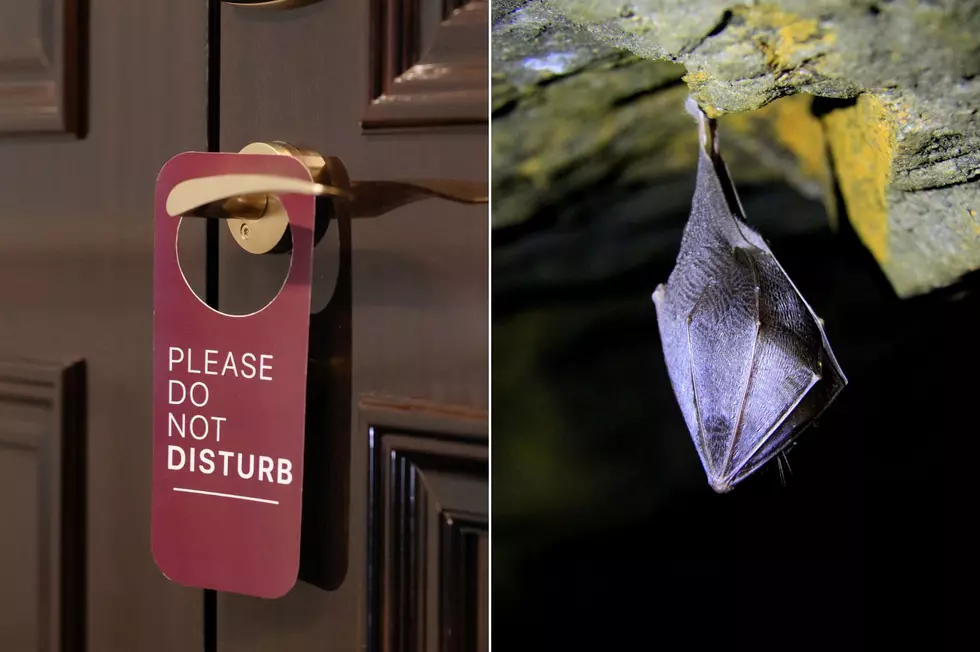 If You See a Bat This Winter, New York DEC Says Leave it Alone