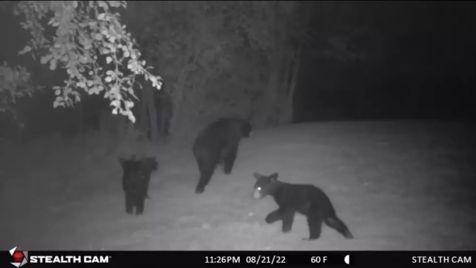 Bears are Running Wild in Broome County
