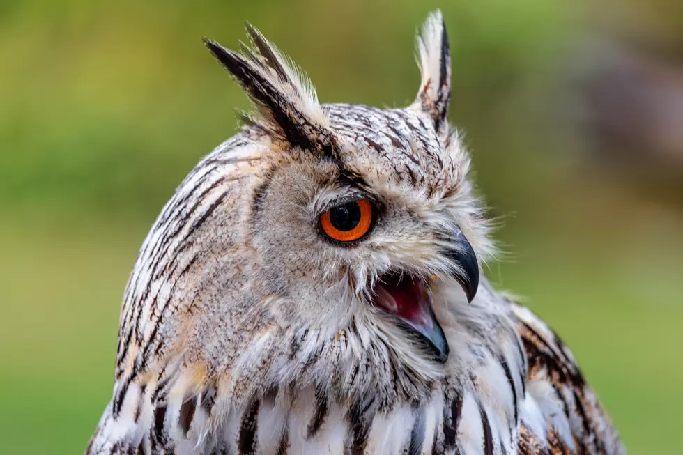 Escaped Zoo Owl Becomes New York Celebrity