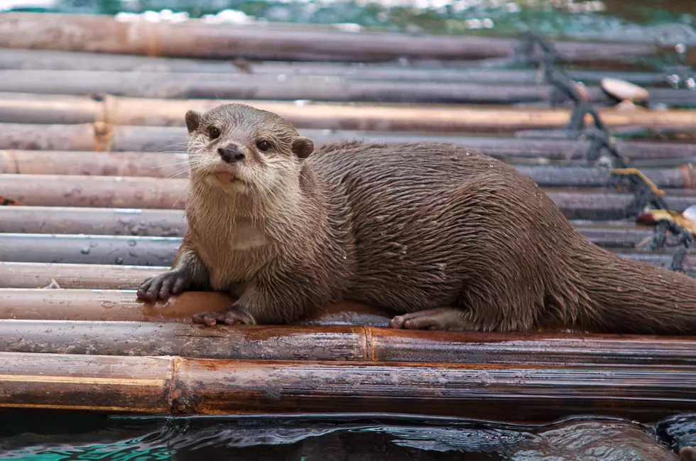 Otter