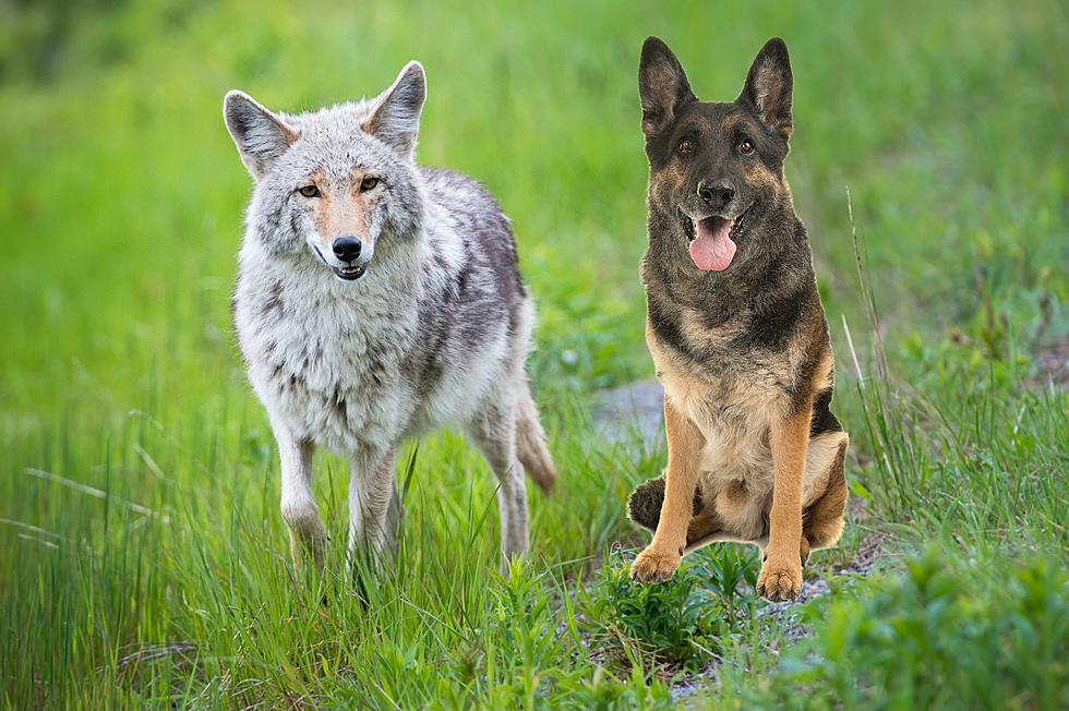 New York Hunter Says He Mistook Family’s Slain Dogs for Coyotes