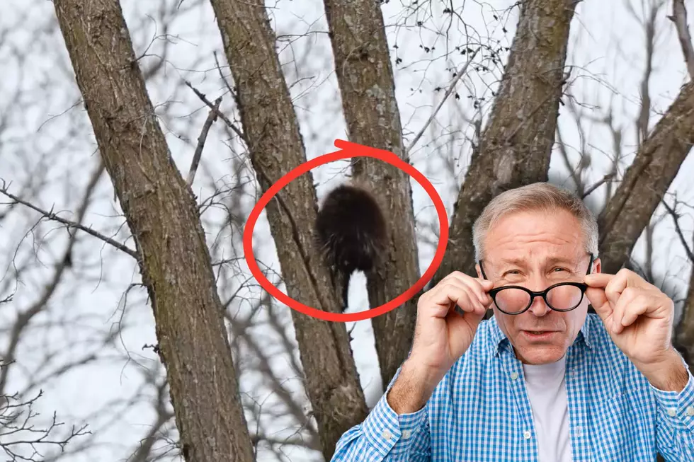 What is That Creature Doing in a Tree in New York?