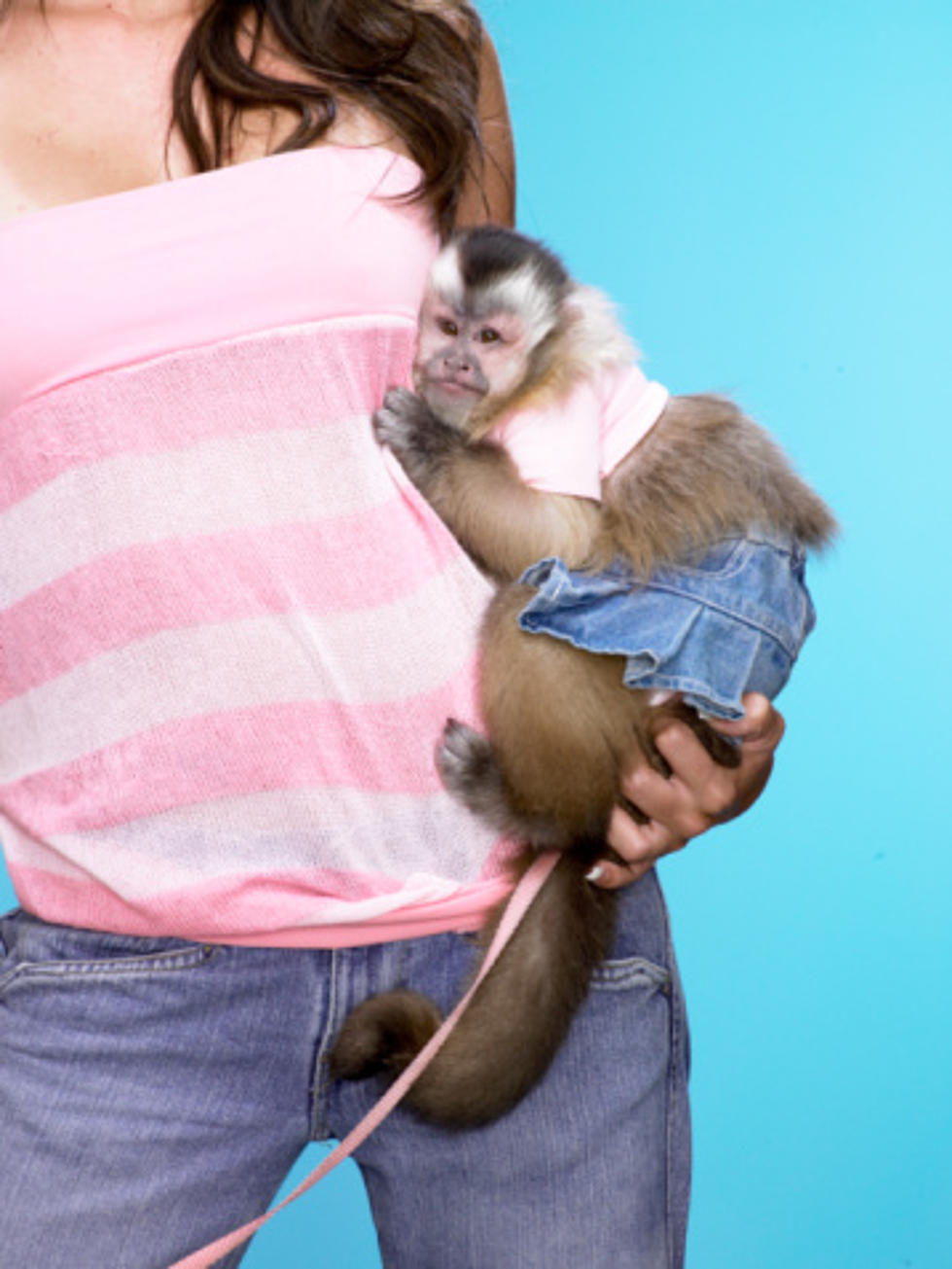 Woman Goes to Virgina Court With Tiny Monkey in Bra