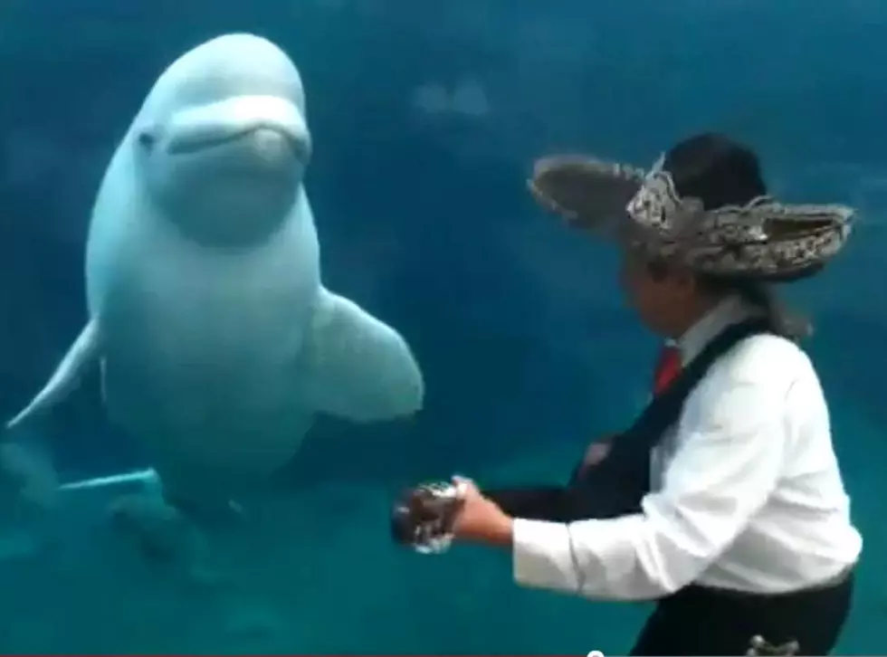 Beluga Whale Serenaded by Mariachi Band [VIDEO]