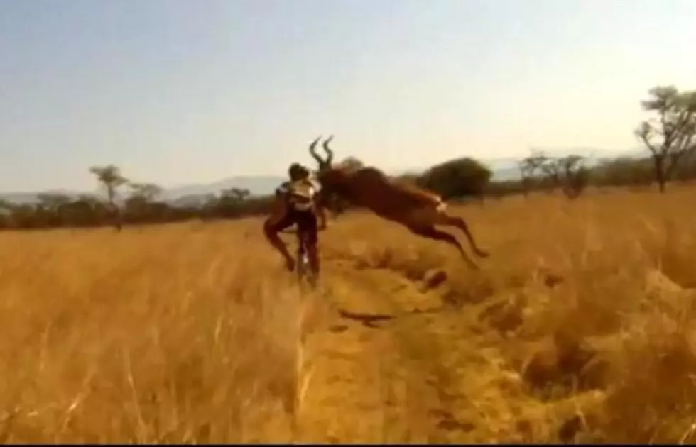 South African Cyclist T-Boned By Antelope [VIDEO]