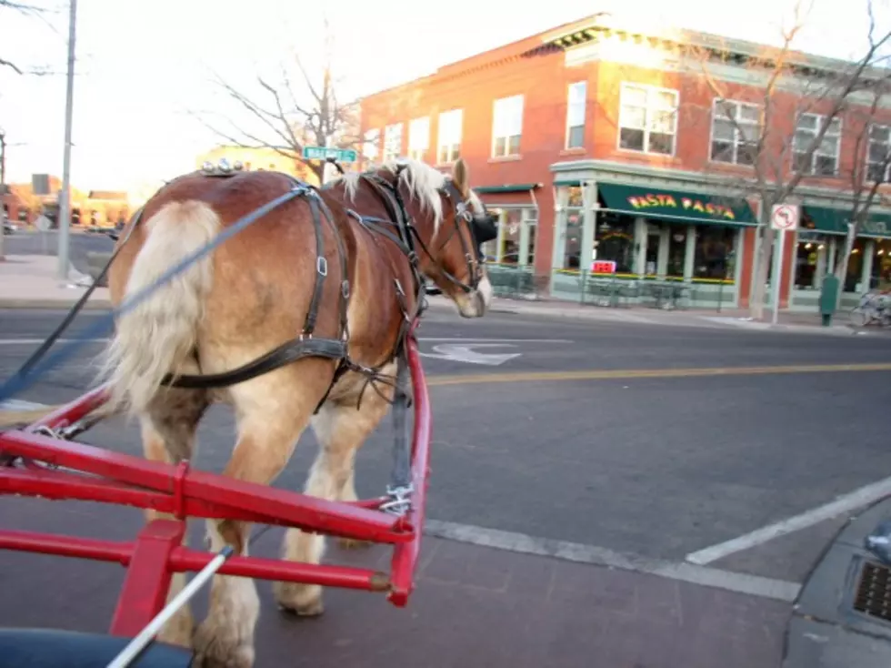 Beano Takes a Carriage Ride Through Old Town Fort Collins [VIDEO]