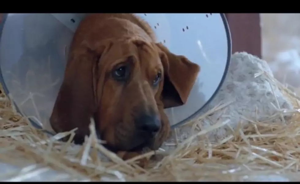 Do the Least Annoying Commercials Include Animals? [VIDEO] [POLL]