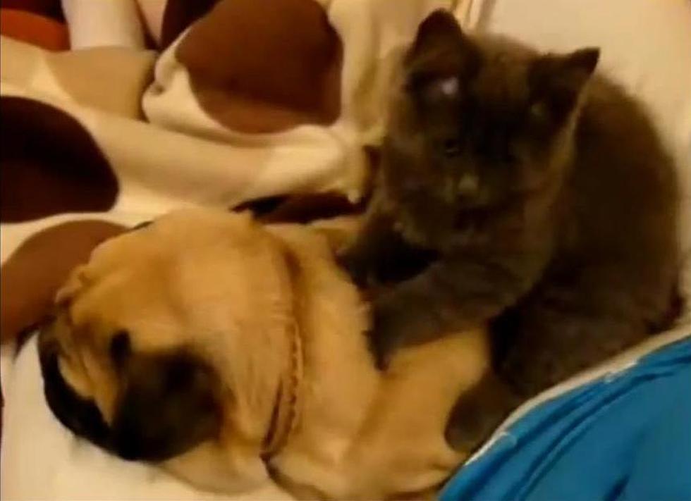 Cat Massages Pug – Cat’s and Dogs DO Get Along [VIDEO]