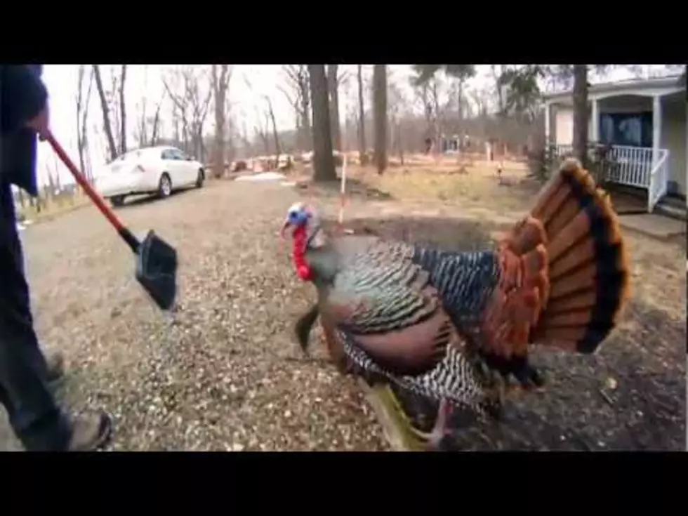 Daily Dose of Weird: Woman Stalked by Aggressive Turkey [VIDEO]