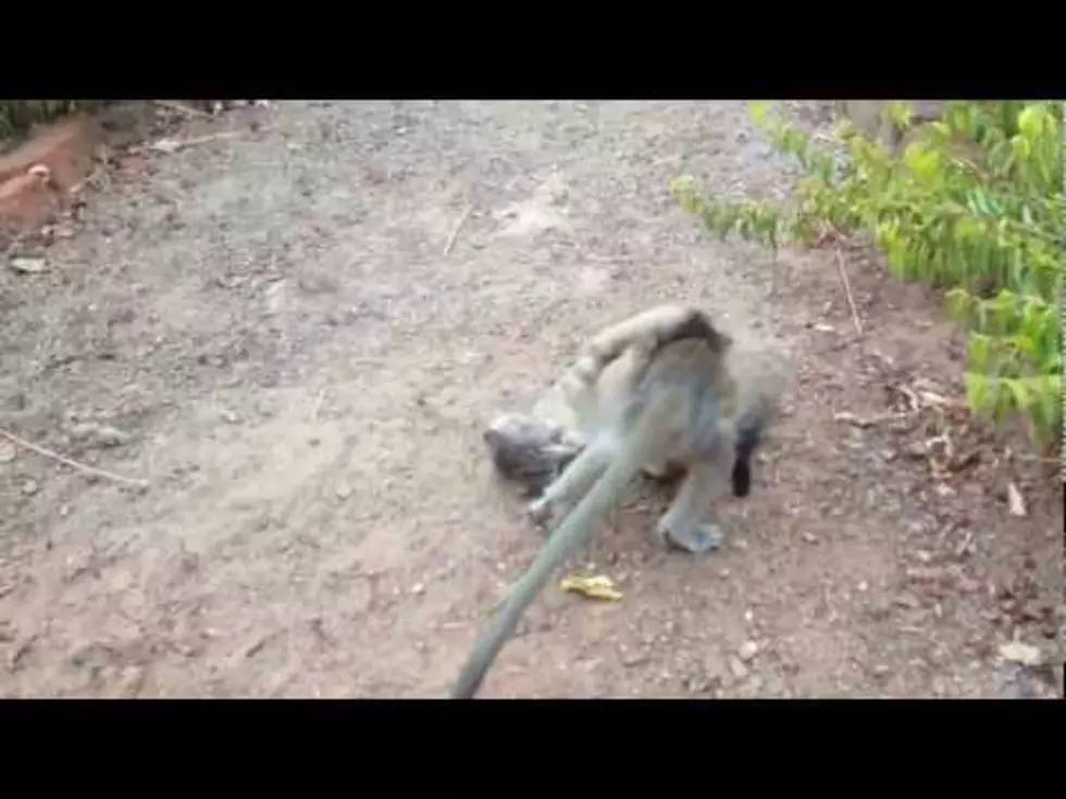 Drew’s Video of the Day: Kitten + Baby Monkey = Your Cuteness Quota for the Day [VIDEO]