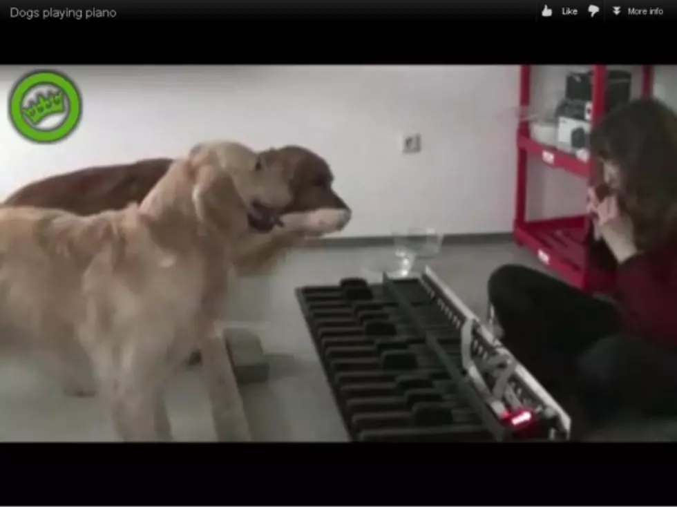 Retrievers Are The Best! Dogs Playing Piano [Video]