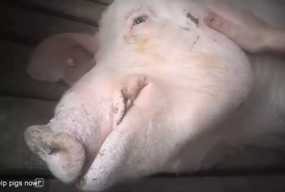 Shocking Animal Cruelty Video From Wyoming Premium Farms [VIDEO]