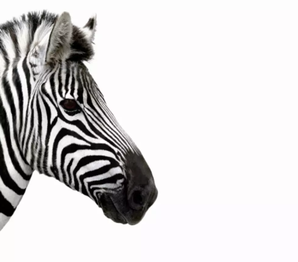 Drunk Driver Arrested With Zebra in Front Seat- Say &#8220;What!?&#8221;