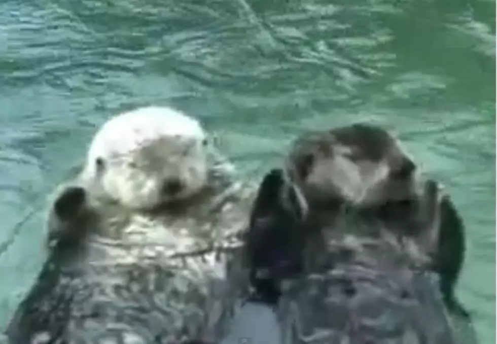 Otters In Love &#8211; Watch These Cute Otters Holding Hands [VIDEO]