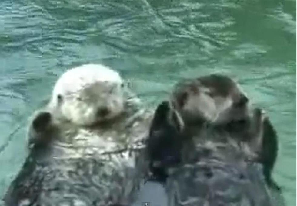Otters In Love – Watch These Cute Otters Holding Hands [VIDEO]