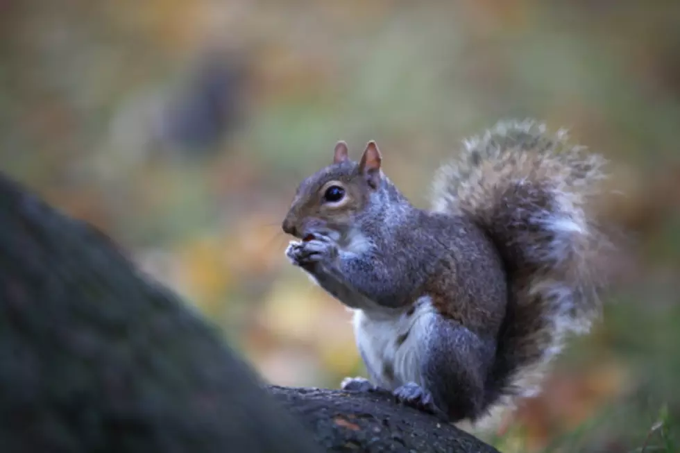 Man Shoots Squirrels, Says They Were Invading- Say &#8220;What!?&#8221;
