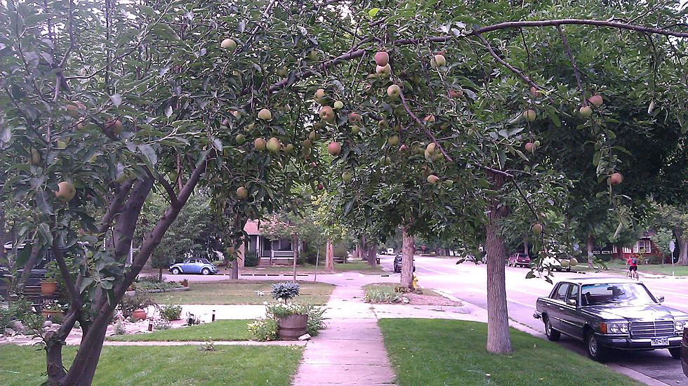 Can You Eat Neighborhood Apples? Sure, Let’s Make Pie [PICS]