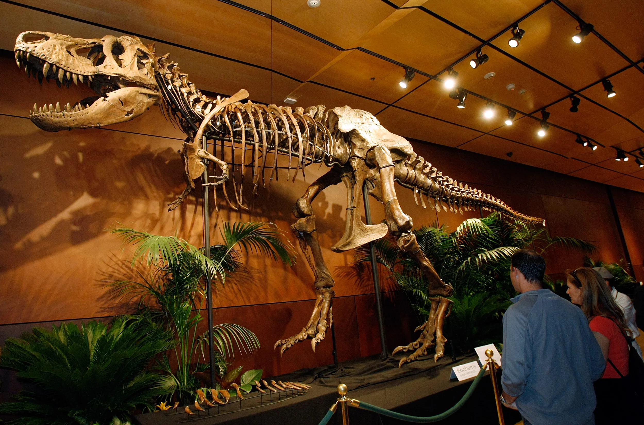Тираннозавр рекс скелет в музее