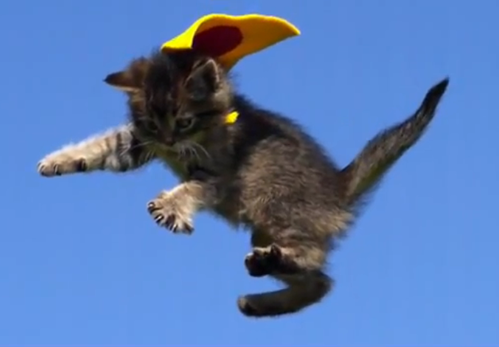 Adorable Superhero Kittens ‘Flying’ In Slow Motion [VIDEO]